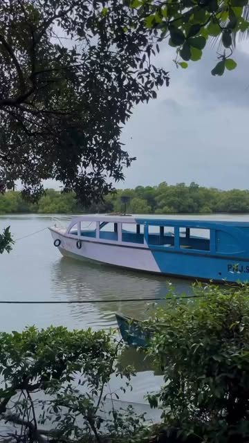 Traditional boat on the mangrove river